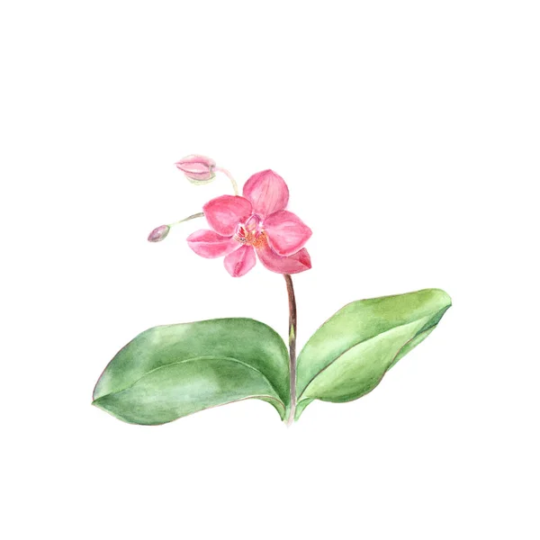 植物の水彩イラストは、白い背景に白い背景の上の緑の葉とピンクの蘭コチョウランのスケッチします。 — ストック写真