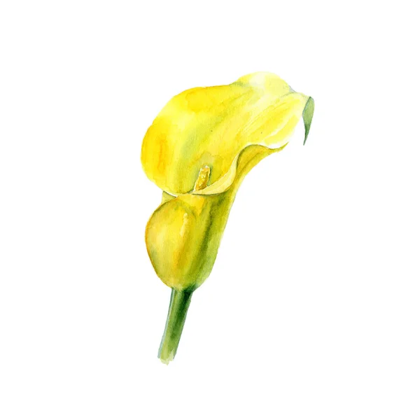 Botanická ilustrace akvarel skica z exotických žlutá Kala květina na bílém pozadí — Stock fotografie
