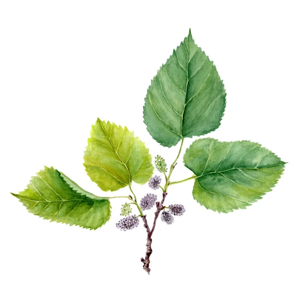 Illustrazione acquerello botanico schizzo di frutta e foglie di gelso Morus su sfondo bianco — Foto Stock