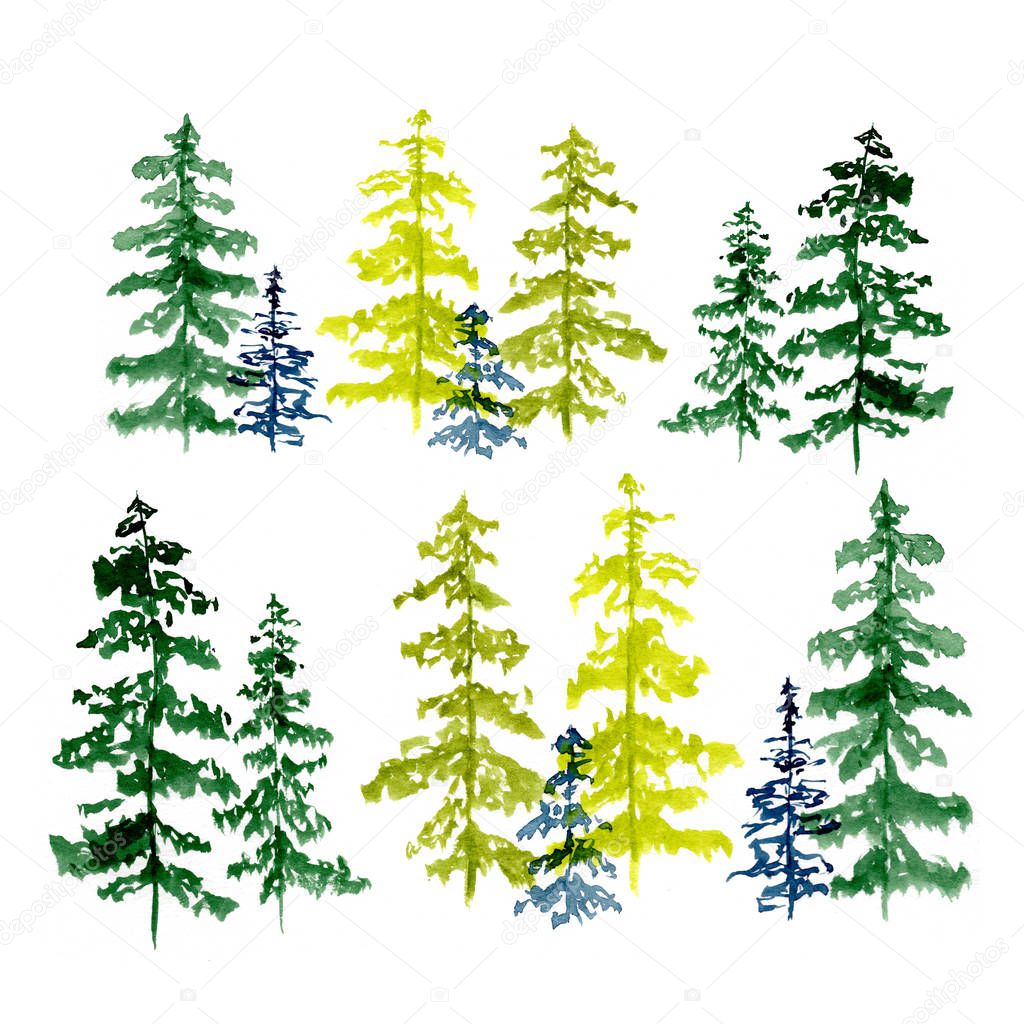 Set of conifer trees drawing by watercolor, illustration