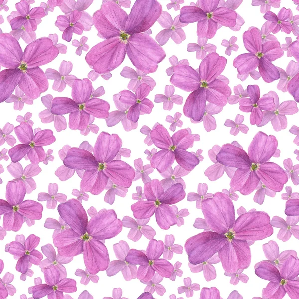 Hesperis on white background. Seamless watercolor pattern — Stock Photo, Image