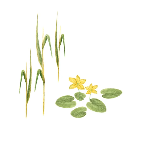 白い背景の上の葉の自然な咲くロータス花黄色色の植物の水彩画イラスト スケッチ — ストック写真