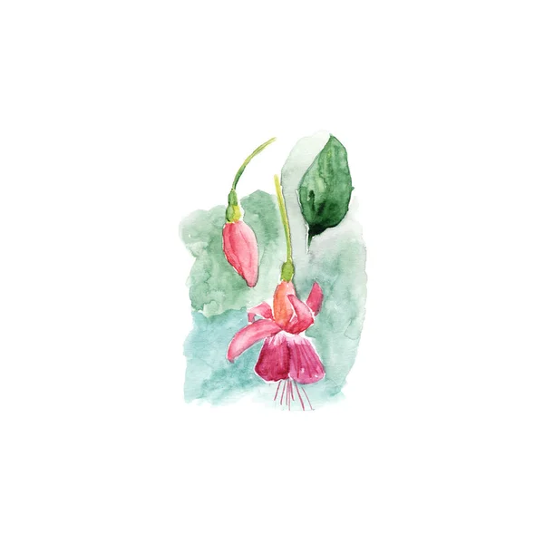 ピンクのフクシアと白い背景の上の芽の植物の水彩画イラスト スケッチ — ストック写真