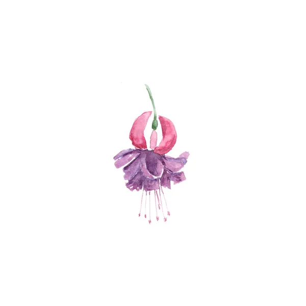 Illustrazione acquerello botanico schizzo di viola e rosa fucsia su sfondo bianco — Foto Stock