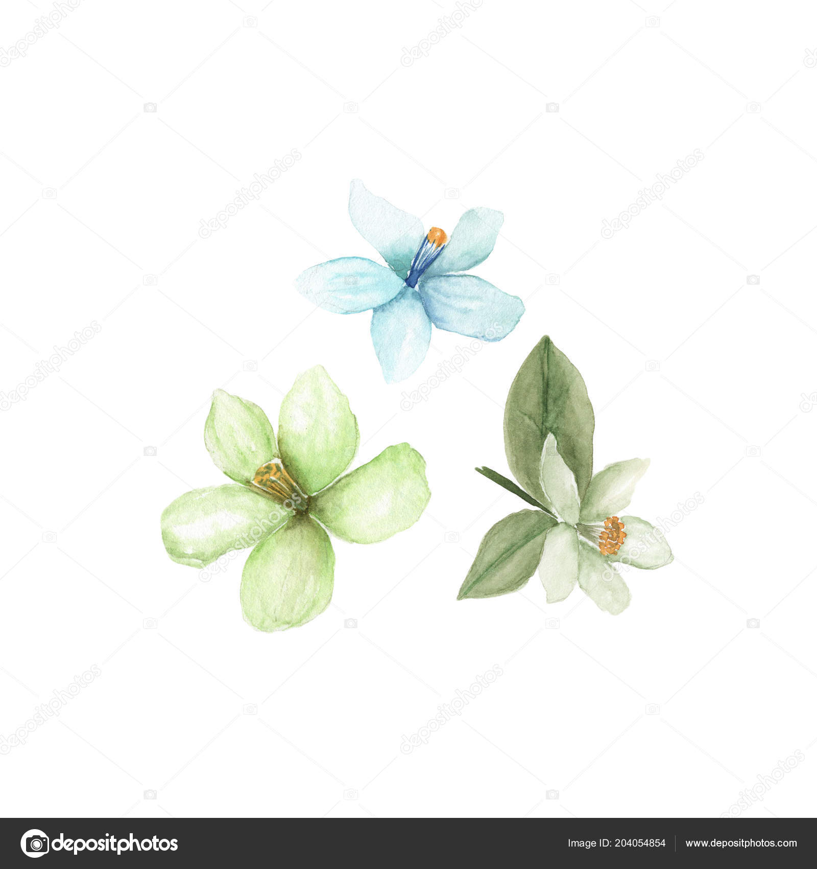 白色背景的水彩橙花花朵 图库照片 C Shanserika 白色背景的水彩橙花花朵 图库照片 C Shanserika