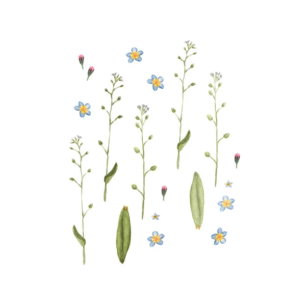 白い背景で隔離の茎に水彩忘れな草の花 保存の日 バレンタインの日カード 結婚式の招待状 手描き植物イラストをカバーします ポスター テキスタイル デザイン — ストック写真