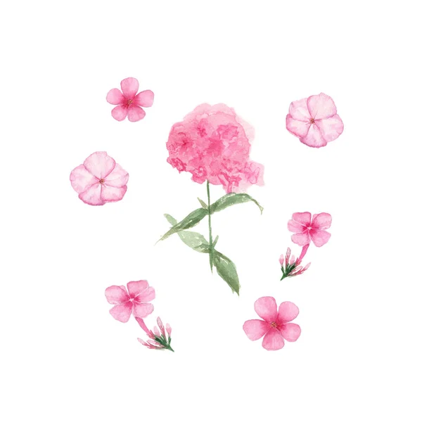 Pink Phlox. Ilustração pintada à mão aquarela isolada no fundo branco . — Fotografia de Stock