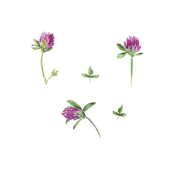 Koniczyna kwiat z akwarela malarstwo. Ręcznie rysowane na białym tle — Zdjęcie stockowe