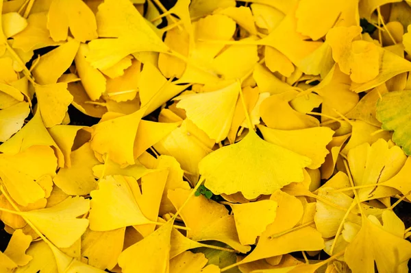 Autumn yellow ginkgo leafs pattern background — Stock Photo, Image