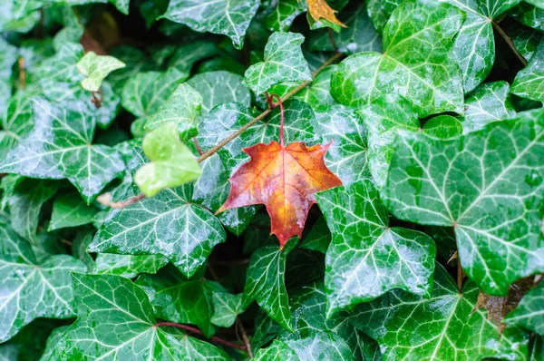 그린 아이비에 의해 포함 하는 지상에 아름 다운 붉은 잎 — 스톡 사진