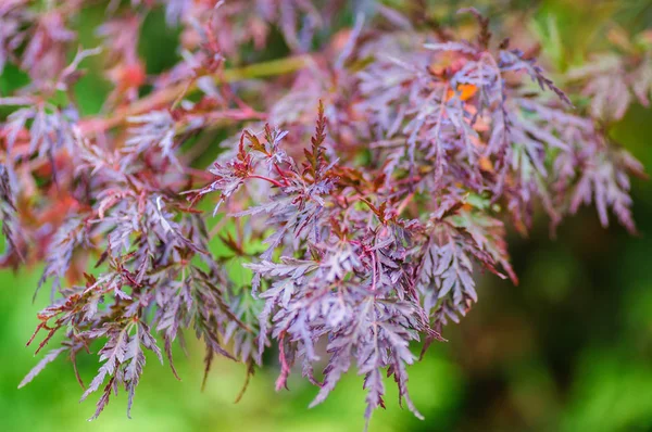 Bright japanese maple or Acer palmatum branches on the autumn garden