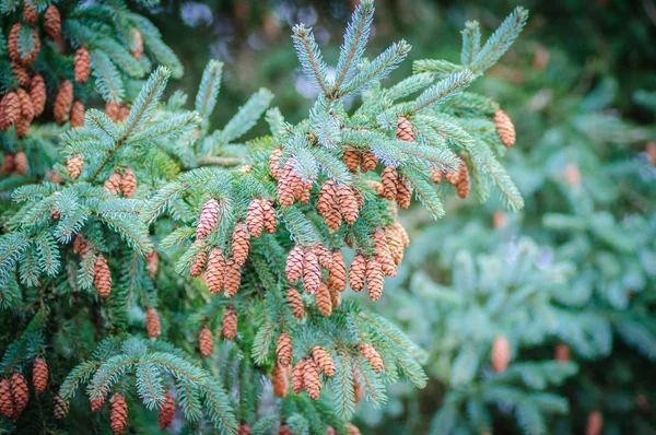 Rami di conifere con molti coni. Picea pungens. Abete rosso — Foto Stock