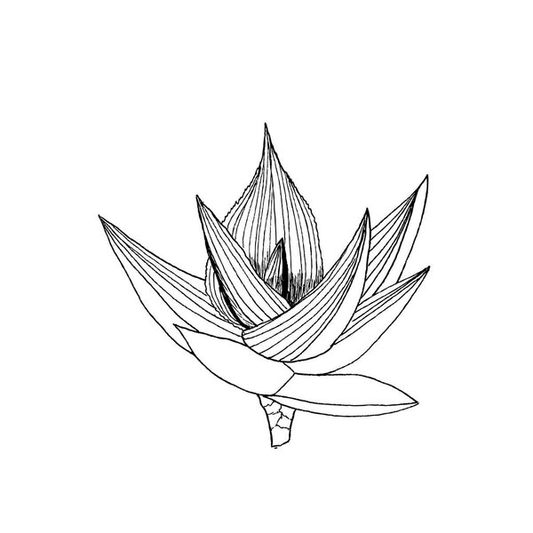 Растение алоэ с листьями. иллюстрация на белом
