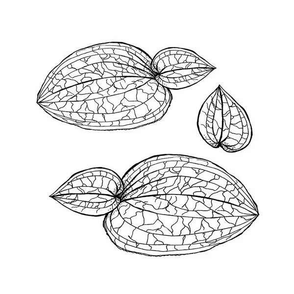 Anoectochilus calcareus orchids leaves by hand drawing. Orchids leaves  on white — Stock Photo, Image