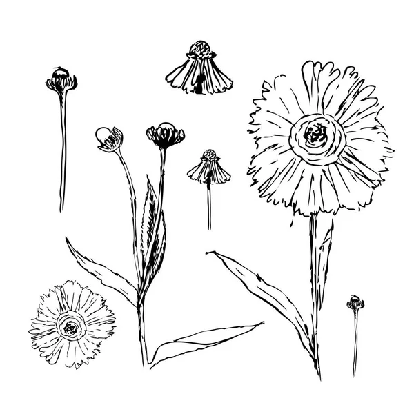 Conjunto de flores desenhadas com margaridas de tinta. ilustração. Página para colorir — Fotografia de Stock