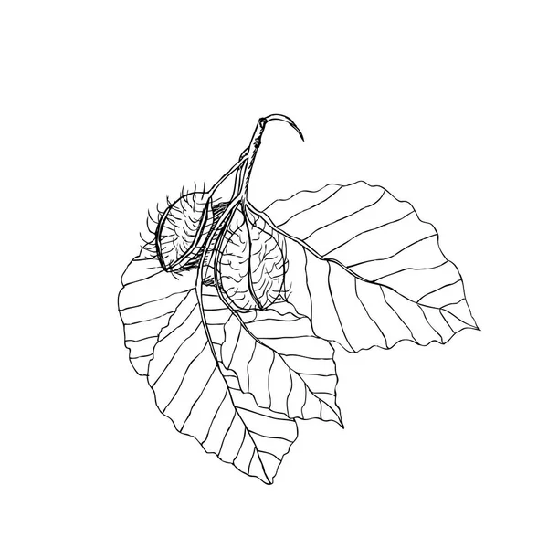 Beech branch with leaves and fruits. Hand drawn botanical  illustration — Stock Photo, Image