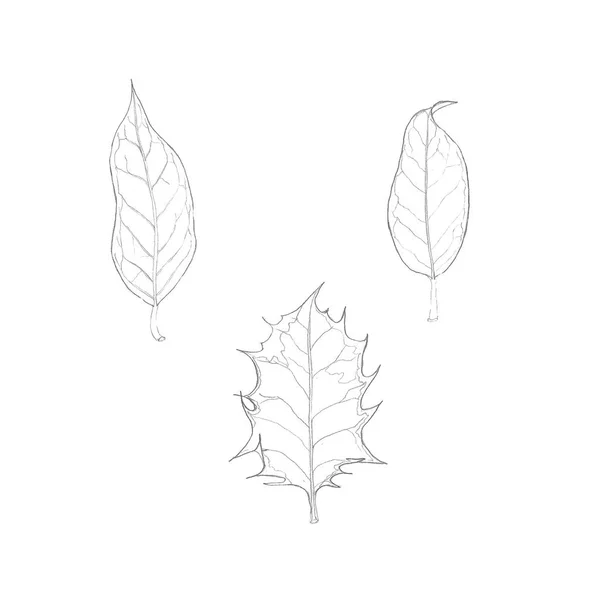 Hand drawn illustrations. Linear drawing of Christmas holly leaves isolated on white — Stock Photo, Image