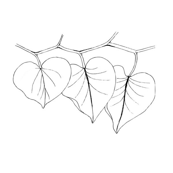 Ilustración del delineador de hojas en blanco. Decoración fronteriza —  Fotos de Stock