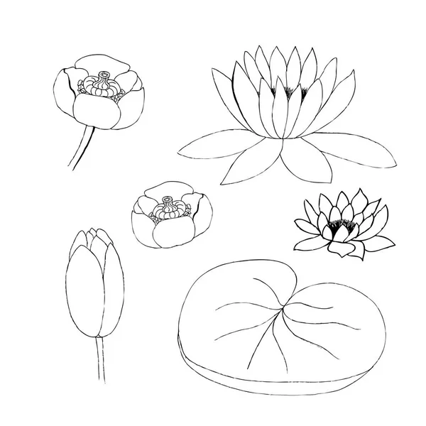 Illusztráció: lotus bud és a levél fehér háttér — Stock Fotó