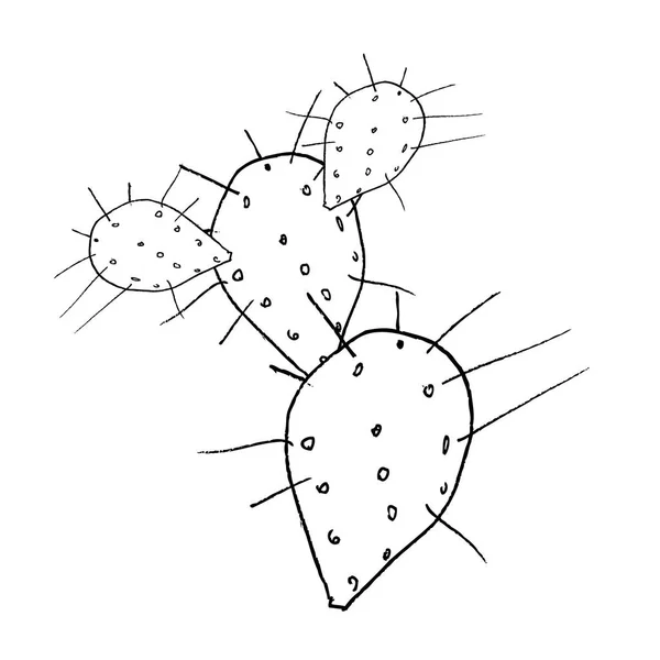 Håndtegnet opuntia, liner illustration på hvid - Stock-foto