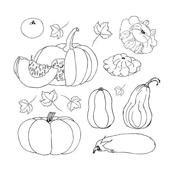 Sketch Pumpkin. Doodle pumpkins. Hand drawn ink illustration — Stock Photo, Image