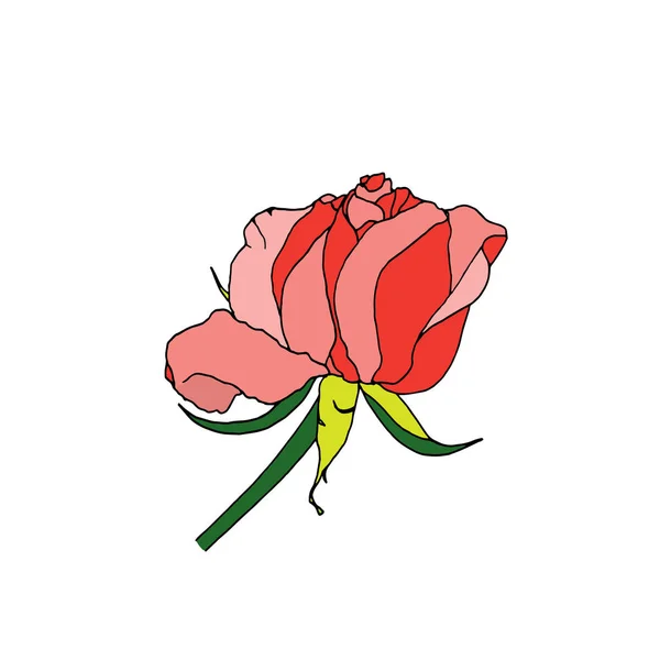 Rosa Rosa isolada sobre fundo branco. — Fotografia de Stock