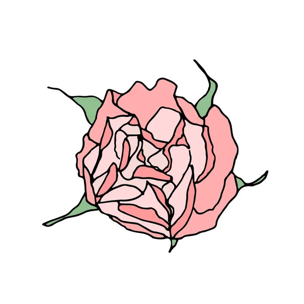 Rosa Rose Draufsicht isoliert auf weißem Hintergrund. — Stockfoto