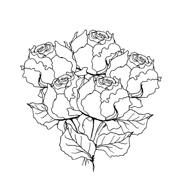 Peony rose bouquet. Liner  illustration on white background