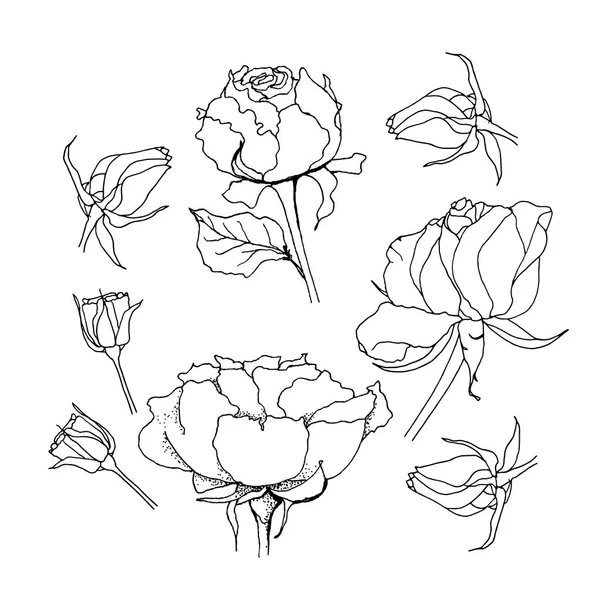 Rose set. Liner  illustration on white — Stock Photo, Image