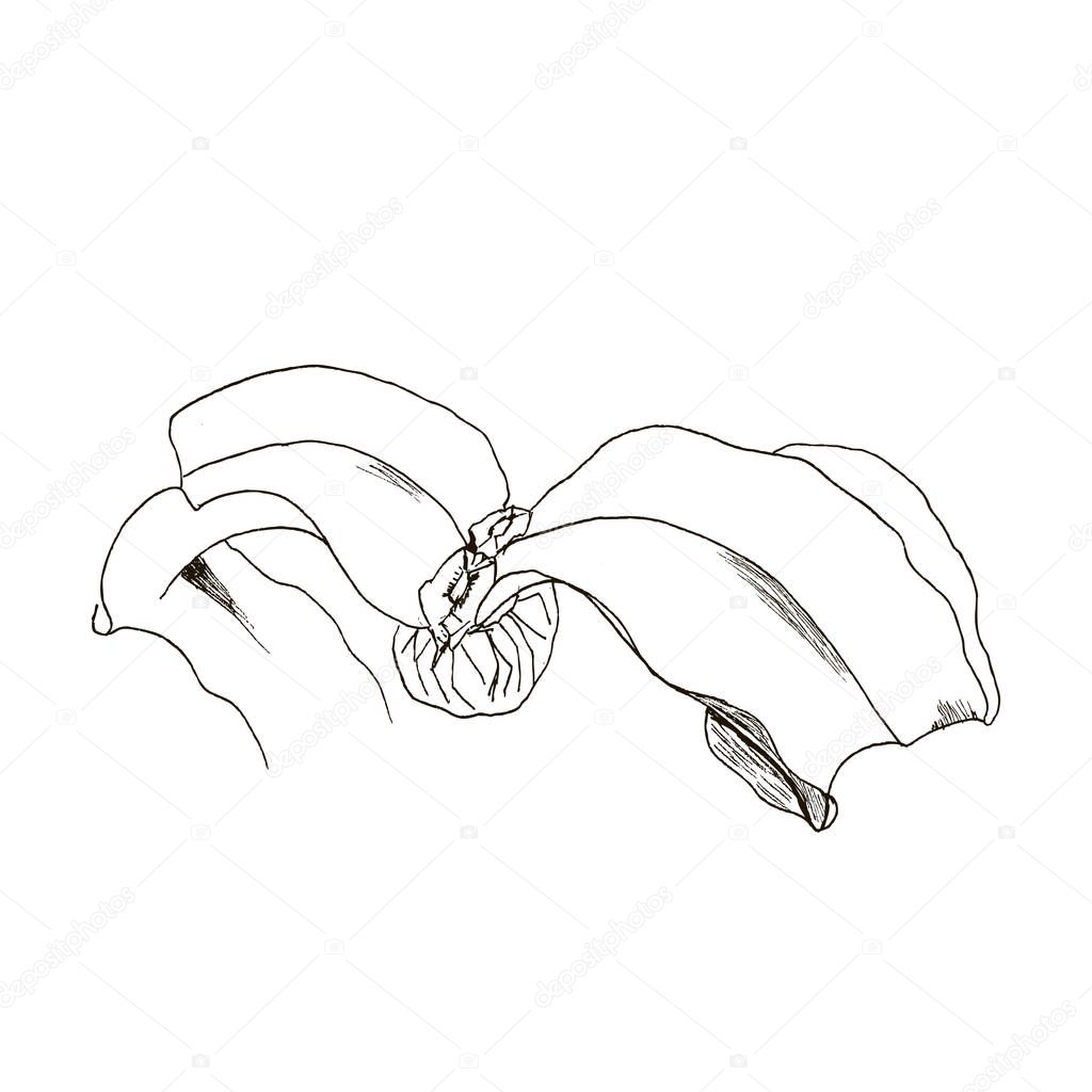 Welwitschia mirabilis, liner  illustration on white