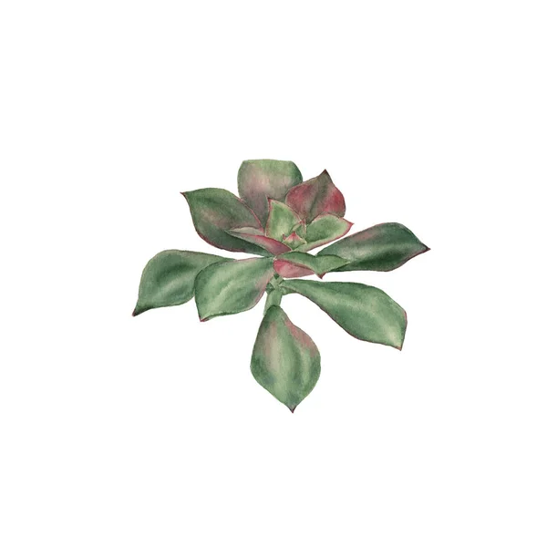 Ilustração botânica aquarela de suculento. Graptoveria hybrida sobre fundo branco — Fotografia de Stock