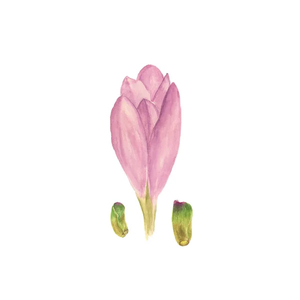 Fiore d'autunno Colchicum. Illustrazione acquerello botanico su sfondo bianco — Foto Stock