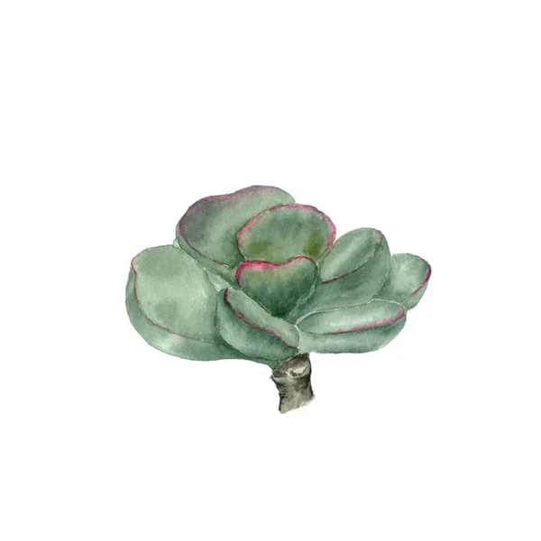 Planta tropical adromischus. Ilustração em aquarela botânica de suculento sobre fundo branco — Fotografia de Stock