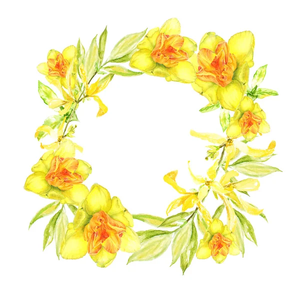 Corona de Pascua con forsitia amarilla y narciso amarillo. Frontera cuadrada. Ilustración de acuarela sobre fondo blanco —  Fotos de Stock
