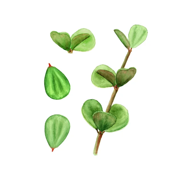 Peperomia sukulentní tropická rostlina listy. Botanická ilustrace akvarel sukulentní na bílém pozadí — Stock fotografie