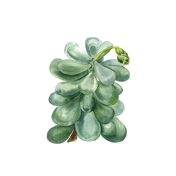 熱帯植物のジューシーな Pachyphytum。白い背景の上の多肉植物の水彩イラスト — ストック写真