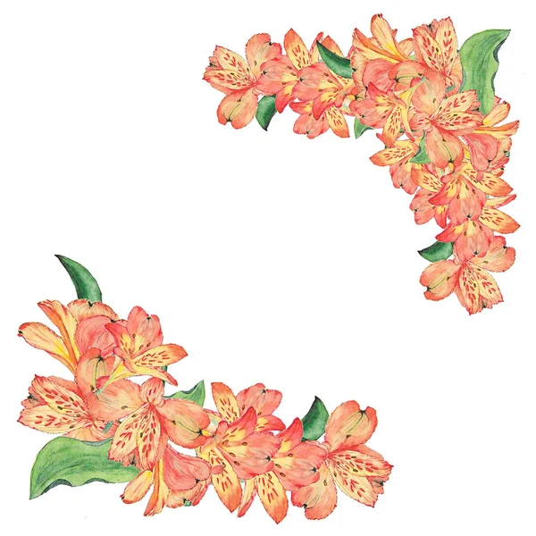 I coni di fiori. Illustrazione botanica ad acquerello di fiori di alstroemeria isolati su sfondo bianco con descrizione — Foto Stock