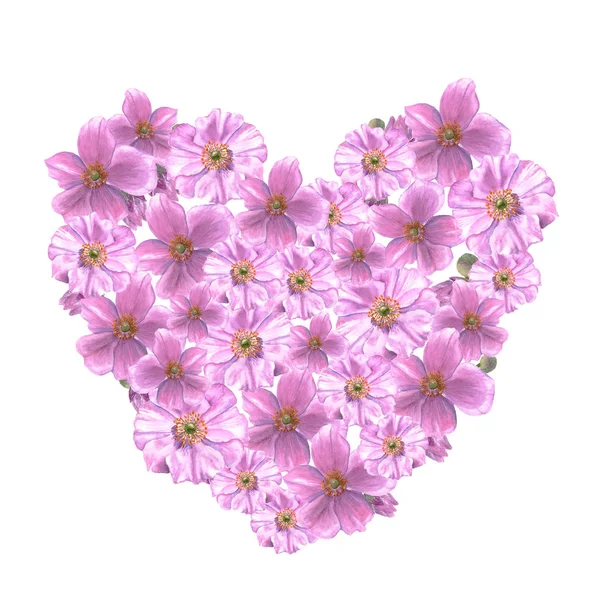 粉红色的海葵花和花蕾在心脏的形式 白色背景上的水彩插图 — 图库照片