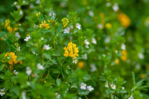 Ориентирован на желтый цвет Vicia lutea в горах Алтая, Республика Алтай, Сибирь, Россия — стоковое фото