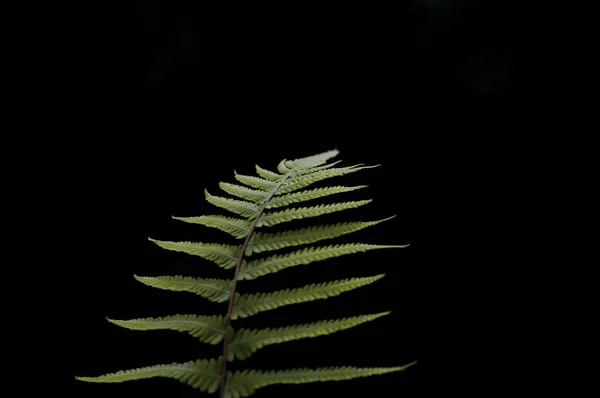 Fern blad met water druppels close-up op donkere achtergrond — Stockfoto