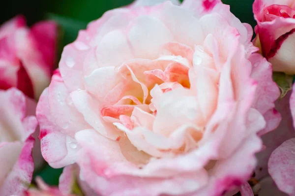 Rose rose avec des pétales éponge dans le parc. Gros plan — Photo