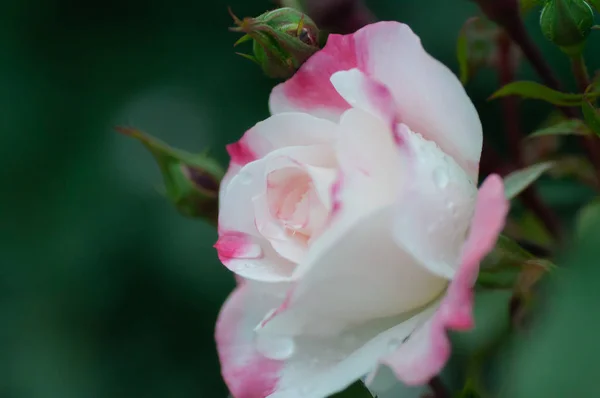 Parkta terry yaprakları ile pembe gül. Yakın çekim — Stok fotoğraf