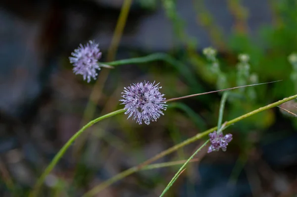 Devils-bit Scabious, Succisa pratensis, blommor makro med mörk bokeh bakgrund, selektivt fokus, grunt — Stockfoto