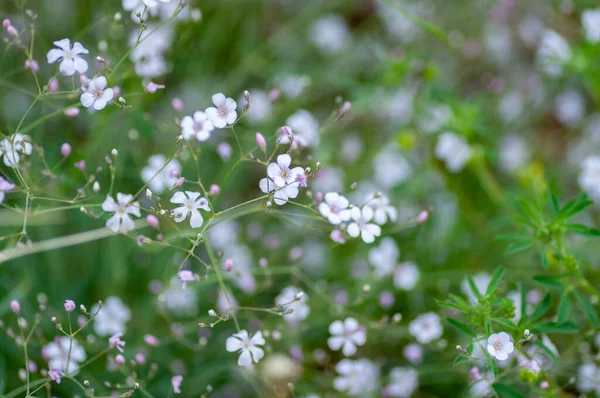 Saxifraga blooming flowers, stoloniferous perennial herb in Altai