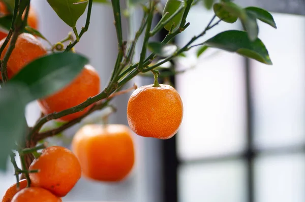 Orangenmandarine auf dem Baum. reife Mandarine. montenegrinische Mandarinenbäume. viel Obst auf dem Baum. bereits reif — Stockfoto