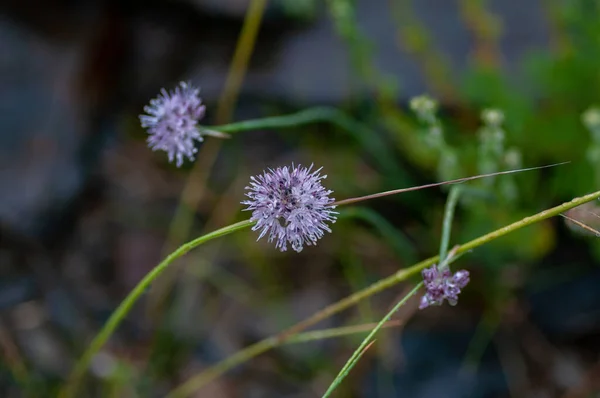 Devils-bit Scabious, Succisa pratensis, flores macro con fondo bokeh oscuro, enfoque selectivo, poco profundo — Foto de Stock