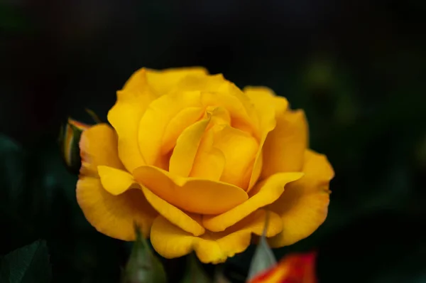Жовта троянда означає Яскрава, весела і радісна створює теплі почуття і забезпечує щастя. Вони приносять вам і вашій дружбі пустотливі кольори, представляють невинність, чистоту і чарівність. — стокове фото