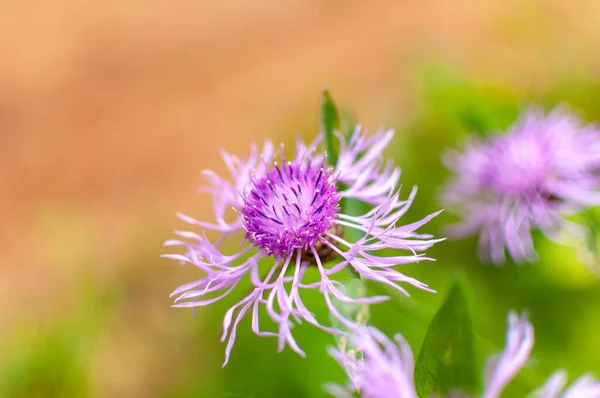 Centaurea scabiosa, greater knapweed flowers in meadow. Close up — Stock Photo, Image