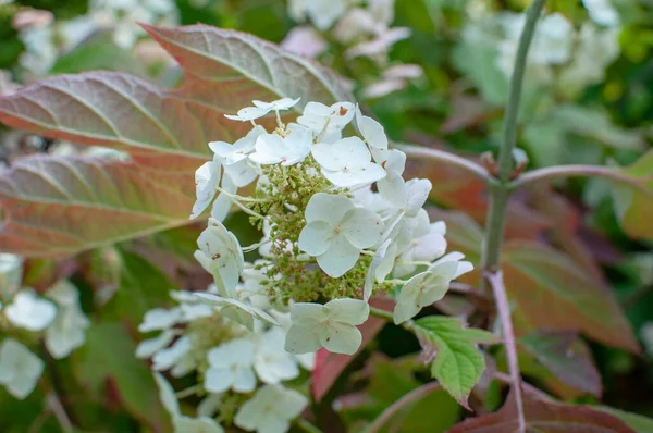 La hortensia de la flor blanca cerrada en el parque — Foto de Stock