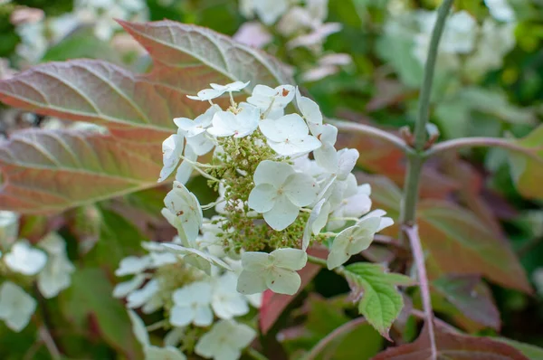 Den stängda vita blomsterhortensia i parken — Stockfoto